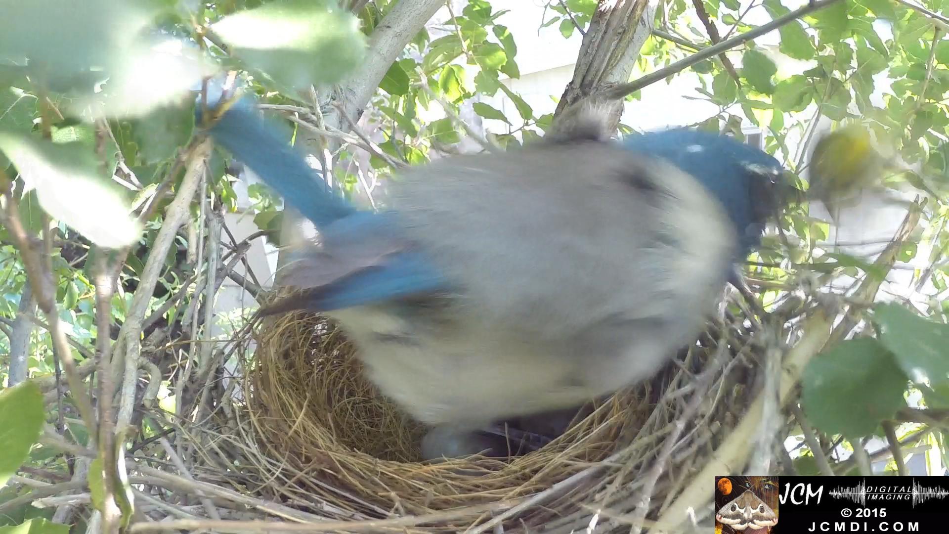 Scrub jay Bites Goldfinch blurry fast action santa clarita jcmdi.com